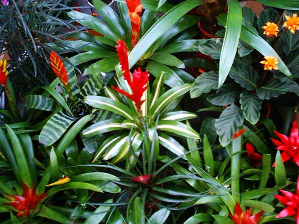 Bromelien-Sortiment