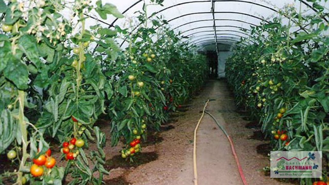 Tomatenkultur