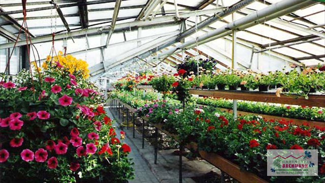 Verkaufsgewaechshaus