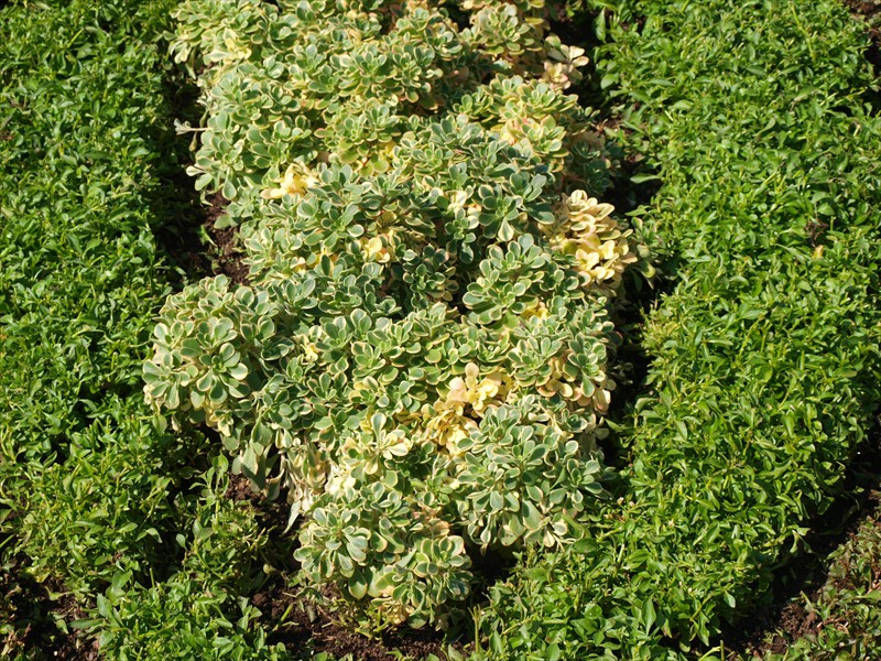 01_Aeonium domesticum Variegata