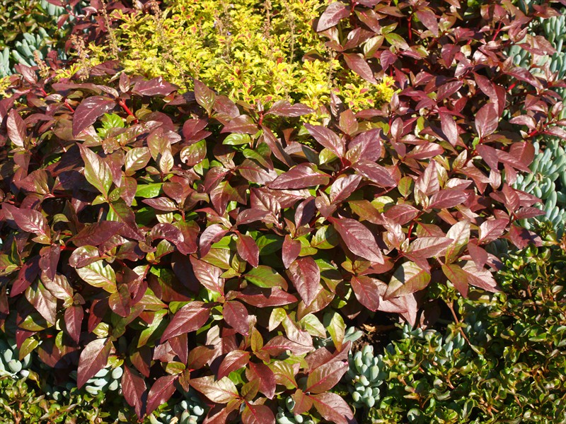 02_Alternanthera amoena Amabilis rot