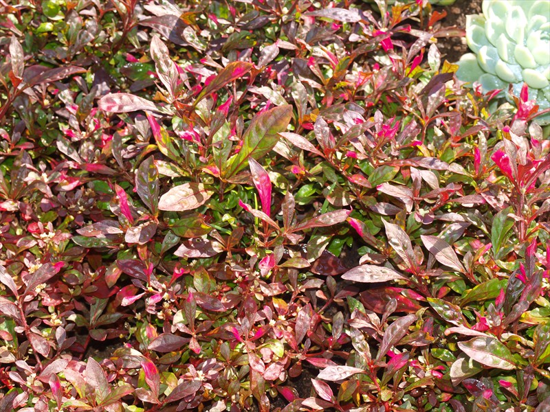03_Alternanthera amoena Juwel rot
