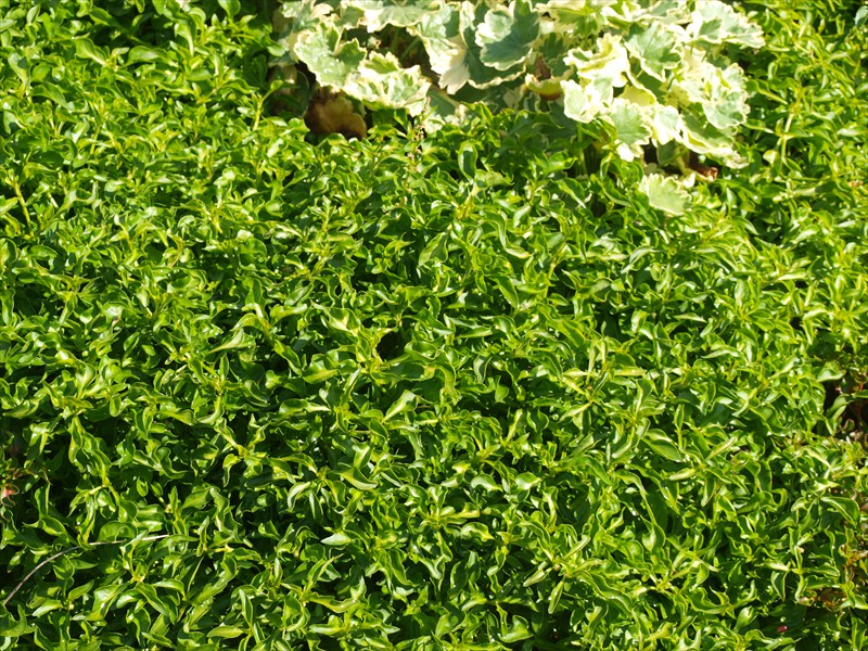 04_Alternanthera bettzickiana Aurea