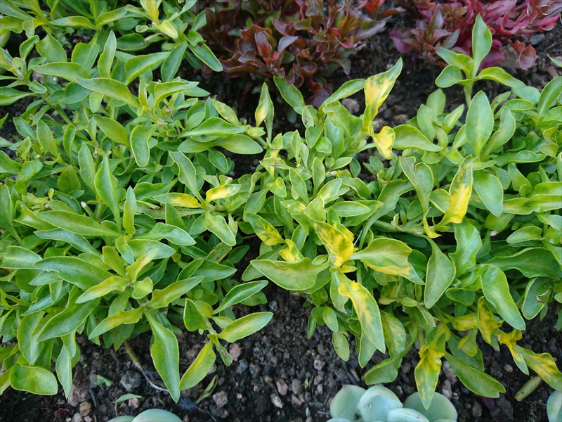 04_Alternanthera bettzickiana Aurea (2)