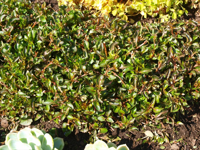 05_Alternanthera bettzickiana Bronze