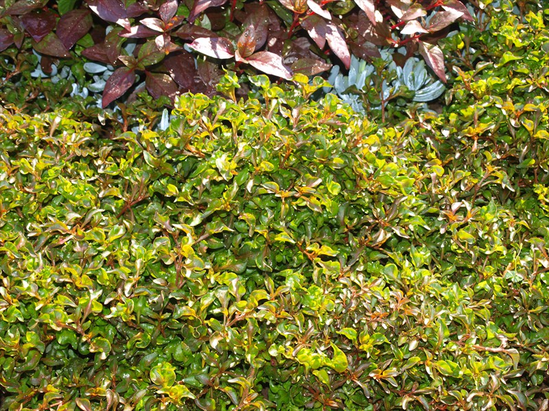 05_Alternanthera bettzickiana Bronze (2)