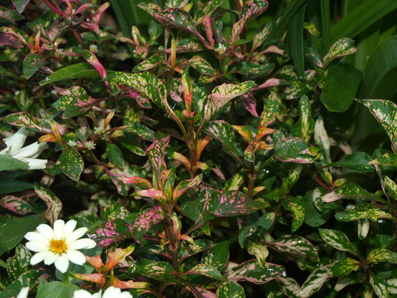 06_Alternanthera bettzickiana gesprengelt