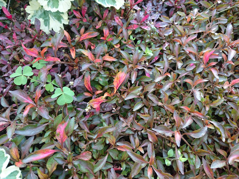 07_Alternanthera bettzickiana orange