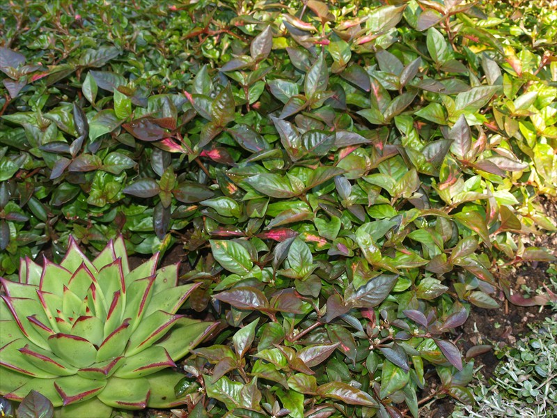 08_Alternanthera ficoidea Amabilis