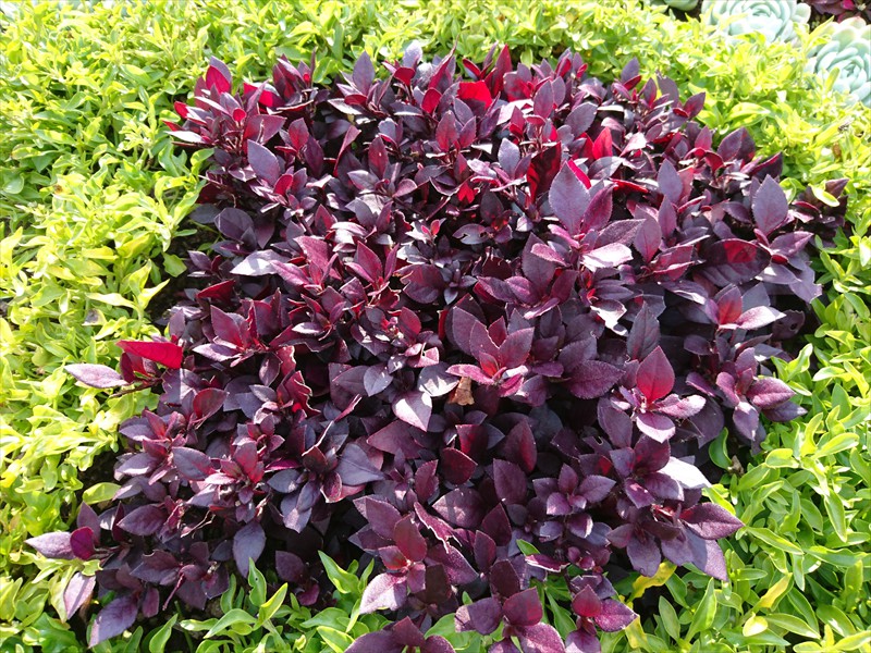 09_Alternanthera dentata Little Romance