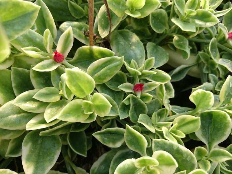 10_Aptenia cordyfolia Variegata rot