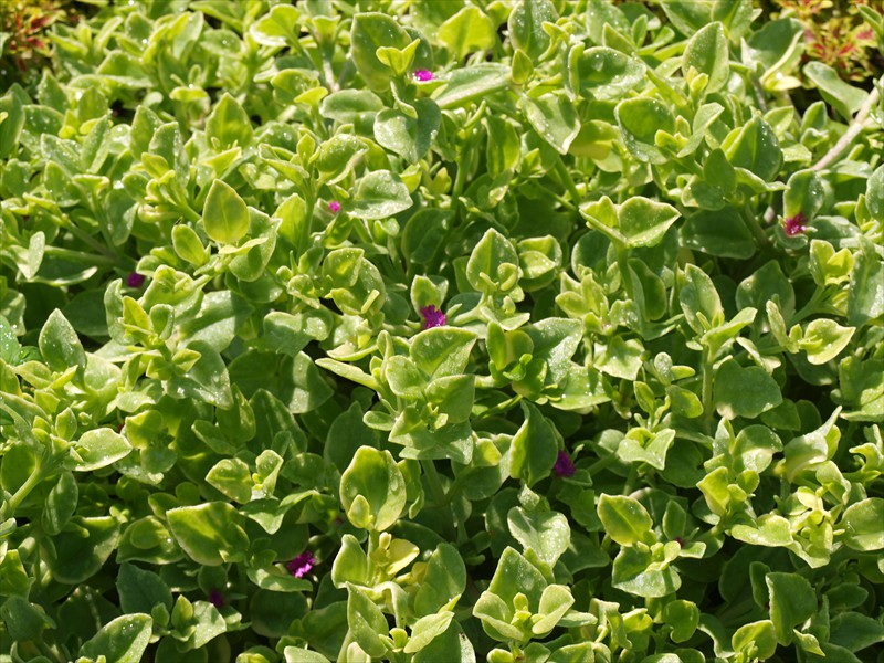 11_Aptenia cordyfolia Variegata