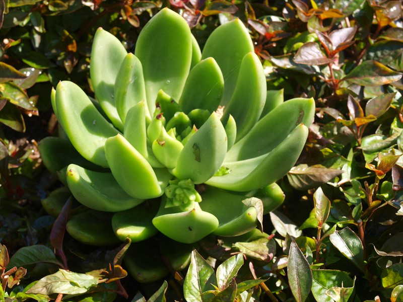 12_Echeveria agoveoides