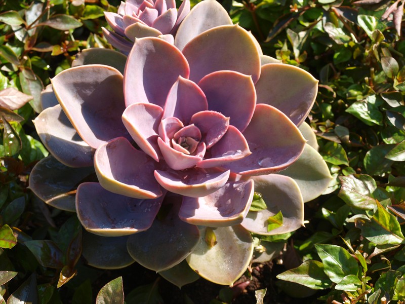 13_Echeveria metallica