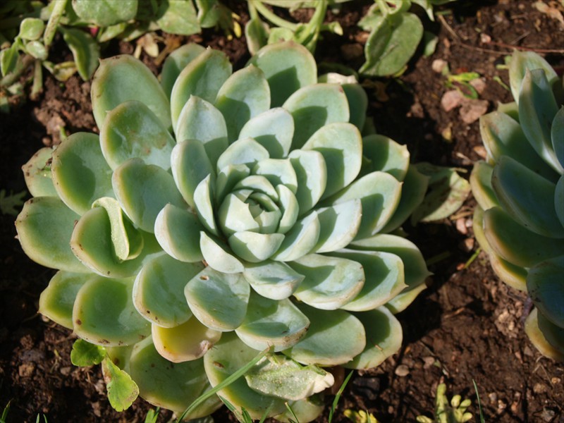 14_Echeveria pumila var. Glauca
