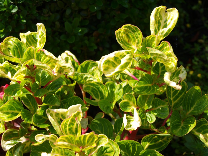 15_Iresine herbstii Wallisii