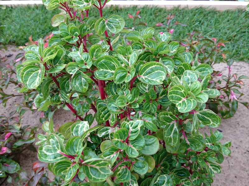 15_Iresine herbstii Wallisii(2)