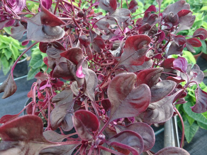 16_Iresine herbstii dunkelrot