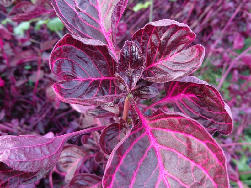 17_Iresine herbstii hellrot