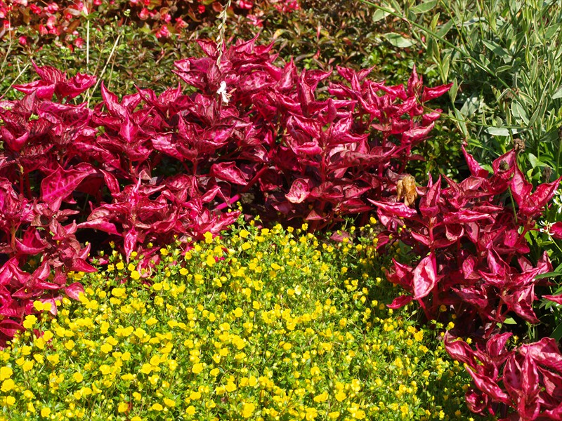 18_Iresine lindenii Brilliantissima