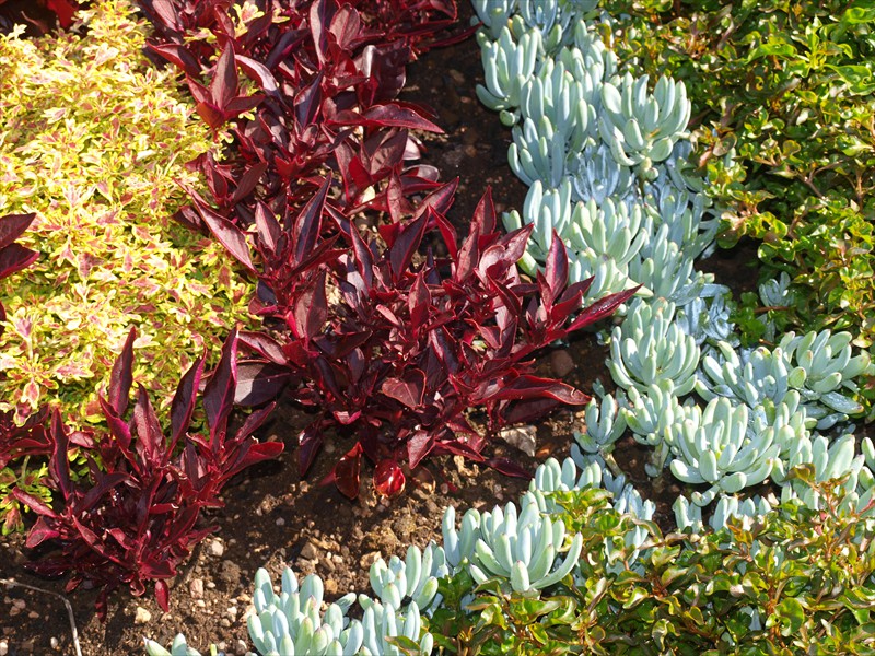 19_Iresine lindenii dunkelrot