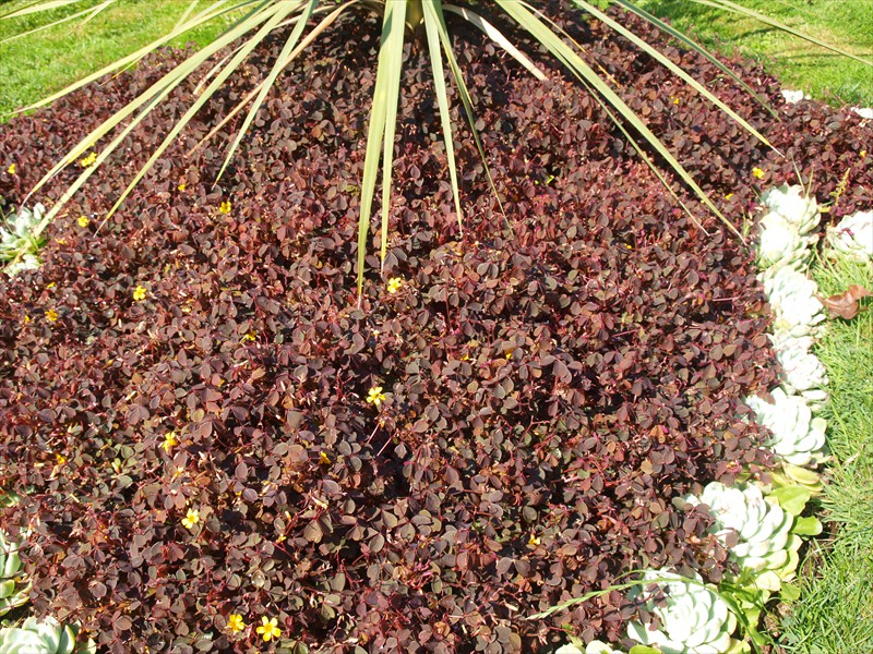 21_Oxalis vulcanicola Burgundy
