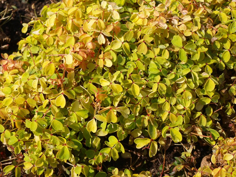 22_Oxalis vulcanicola Molten Lava