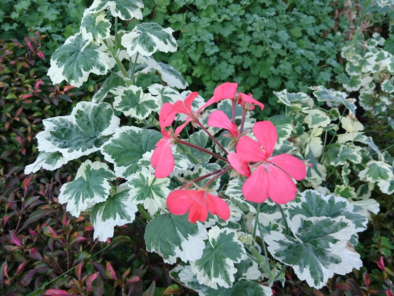 23_Pelargonium zonale Frank Headlay