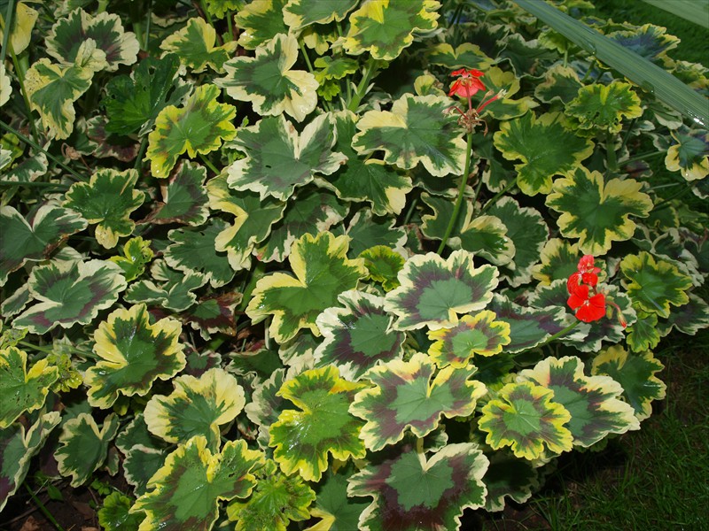 25_Pelargonium zonale Mrs. Pollok