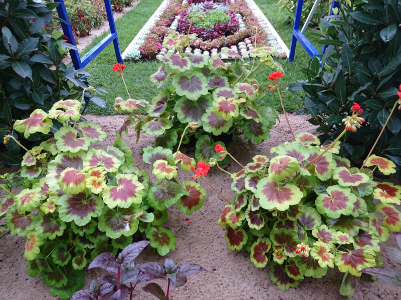 26_Pelargonium zonale Occold Shield