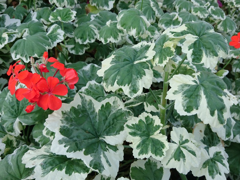 27_Pelargonium zonlae Spring Beauty