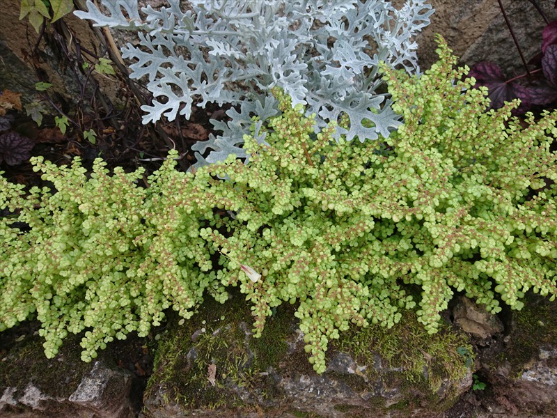 28_Pilea macrophylla