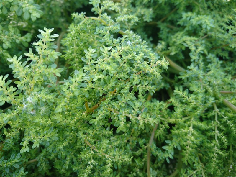 29_Pilea microphylla
