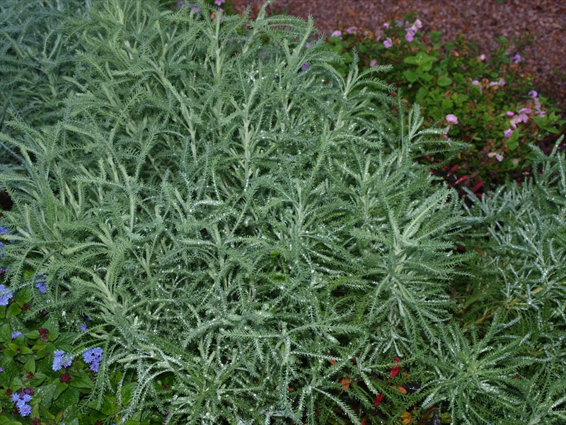 30_Santolina chamaecyparissus