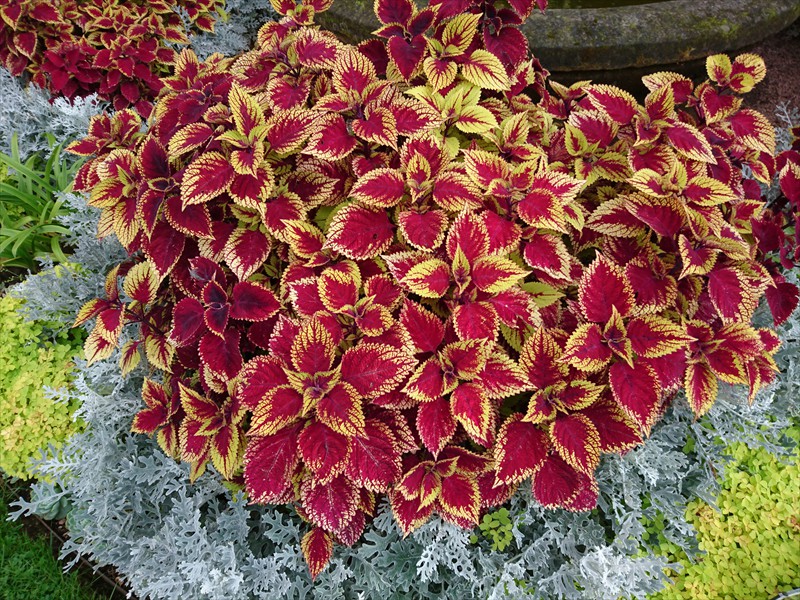 31_Solenostemon scutellarioides Sky Fire