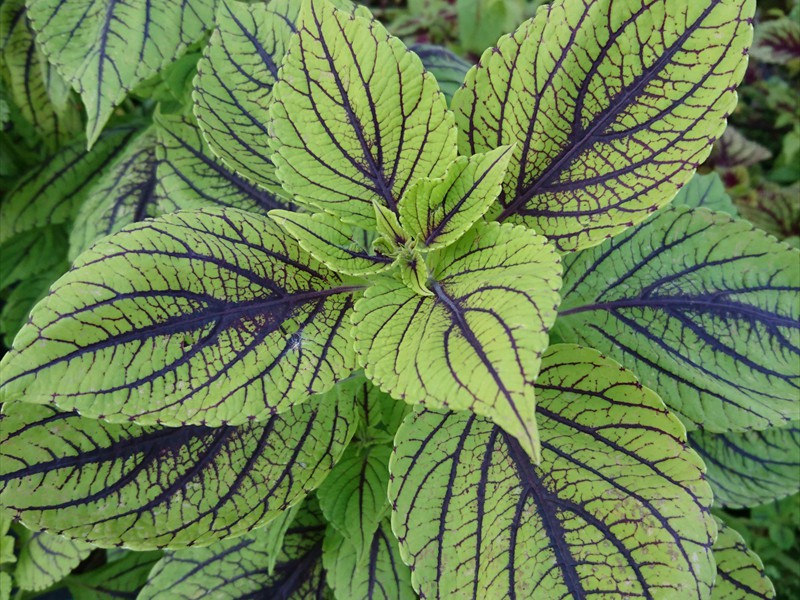 32_Solenostemon scutellarioides Gays Delight