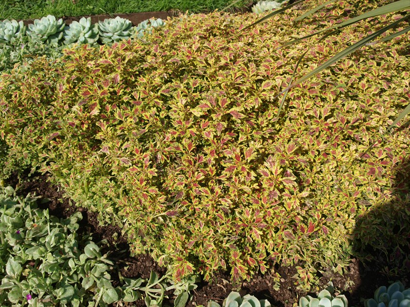 33_Solenostemon scutellarioides Witwe Nolte